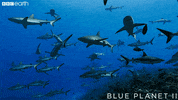 blue planet ocean GIF by BBC Earth