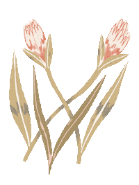 Flower Spring Sticker by evie may adams