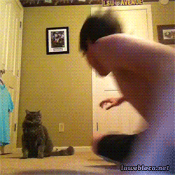 Cat Attack GIF