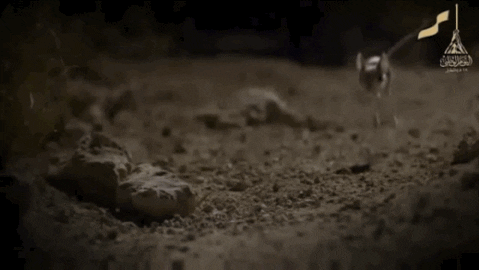 jerboa GIF by Testing 1, 2, 3