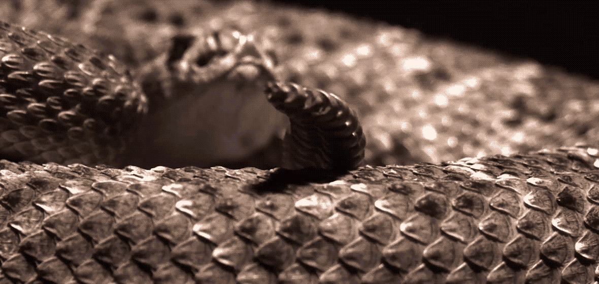 Rattlesnake GIF