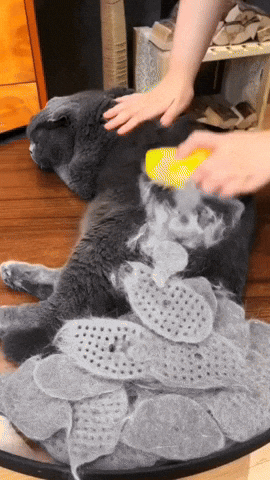 da8cc40f3e00416888ce5bd1b168f707 giphysubir GIF