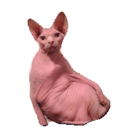 relax wtf STICKER by imoji