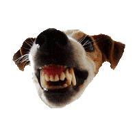 Dog Horror Sticker by imoji