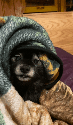 Video gif. Tiny black dog is all wrapped up and cocooned in a blanket, doing a soft little bark as it winks at us. 