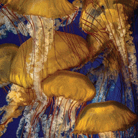Comb Jelly Loop GIF by Monterey Bay Aquarium