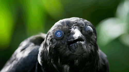 Wild Animals Birds Arent Real GIF by PBS