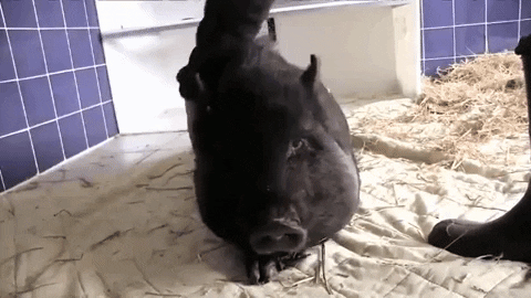 GIF by PETA