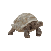 Happy Surprise Sticker by Schleich Inc.