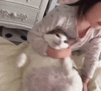 Cat Fun GIF