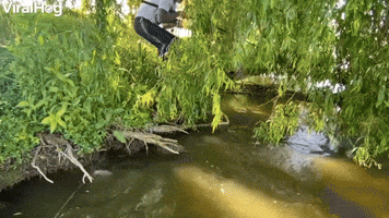 Large Fish Pulls Man into the Water