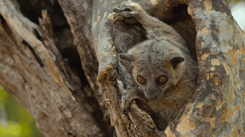 GIF by Our Planet