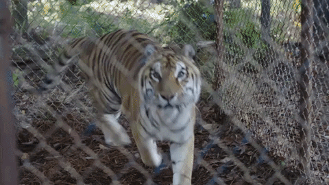 TheAvenue_Film giphyupload scared tiger roar GIF