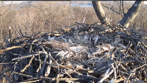 hdontap giphyupload eagles coming in bald eagles GIF