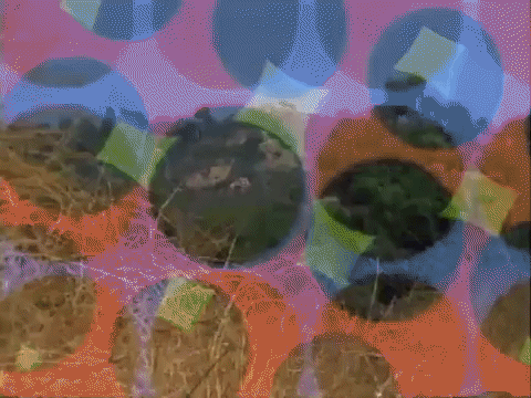 action league nicksplat GIF