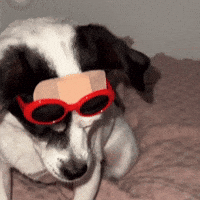 sina_project_ yes yay please nod GIF