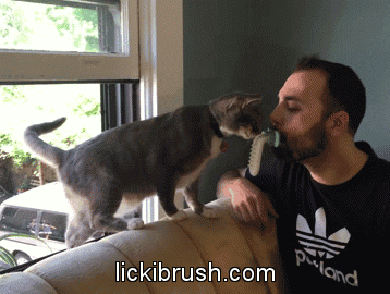 cat grooming licki brush GIF