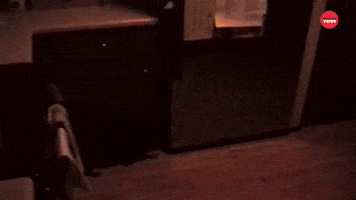 Dog Midnight Snack