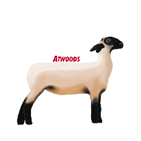 Sheep Lamb Sticker by Atwoods Ranch & Home Goods