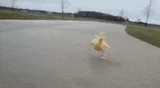 school master GIF