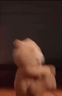 FRANK_L_CHOMP bouncing ted ted 2 ted2 GIF