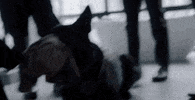 Cbs Dog GIF by Wolf Entertainment