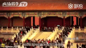 dan shen gou single dog GIF