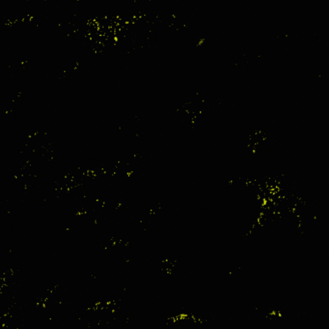 West Bank Peace GIF by INTO ACTION