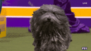Dogs GIF by Westminster Kennel Club