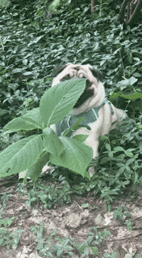 FrankieDoesNY awkward pug hiding introvert GIF
