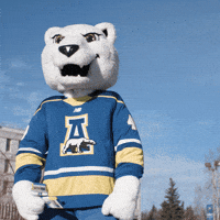 Polar Bear Nook GIF by University of Alaska Fairbanks