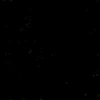 Digital art gif. The words "He lost. They lied. And still are. Hold them accountable," appear line by line in start white, all-caps font against a black, yellow-specked background.