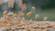 neat the story of bourbon GIF by The Orchard Films
