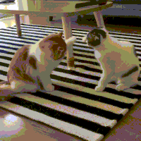 GIF by Giphy QA
