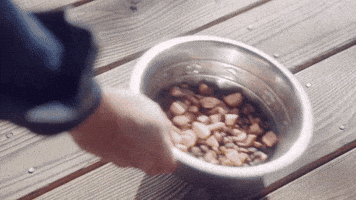 Dog Feeding GIF by Better Noise Music