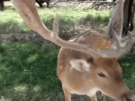 Education Eating GIF by DIIMSA Stock
