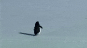 Run Penguin GIF