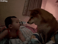 Newly Woken Baby Smiles At Shiba GIF by ViralHog