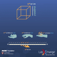 labxchange science orange math sugar GIF