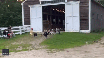 Children Get Baby Goats Ready for Bedtime With Run Around Farmyard