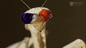praying mantis 3d GIF