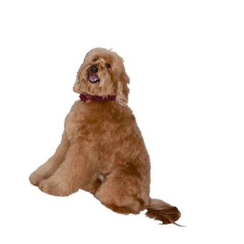 Untitled Sticker by CRIS BARROS OFFICIAL