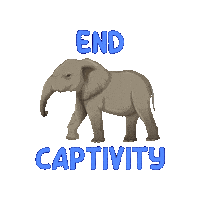 Anima Save Animals Sticker