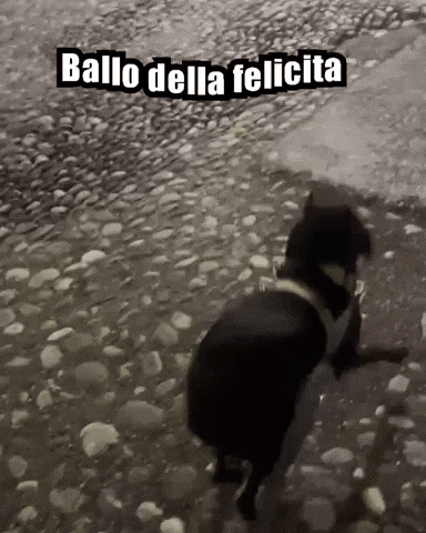 Oreopawsup dog pet shakira oreo GIF