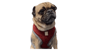 Sticker by RedandGinger