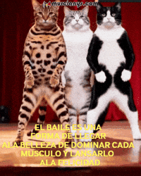 Gatos Amigos GIF by Murcianys LLC
