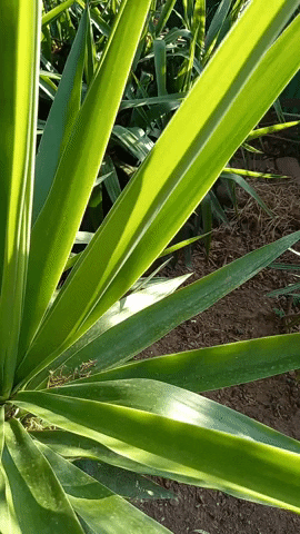 Simongip giphygifmaker GIF