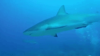 Shark 'Waves' to Diver in Honduras