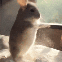 Chinchilla Sue GIF