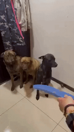 cuteanimalland giphyupload GIF